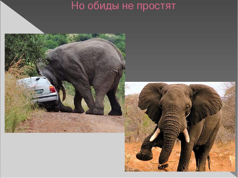 Презентация по художественной деятельности "Слоны"