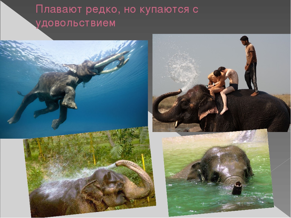 Презентация по художественной деятельности "Слоны"