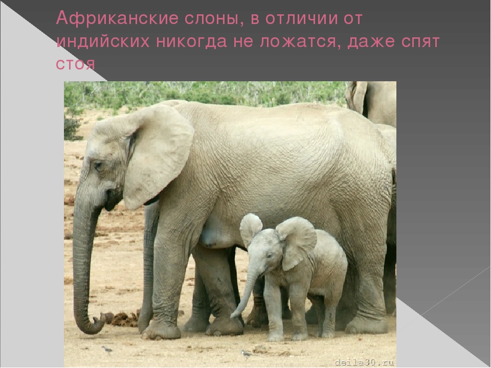 Презентация по художественной деятельности "Слоны"