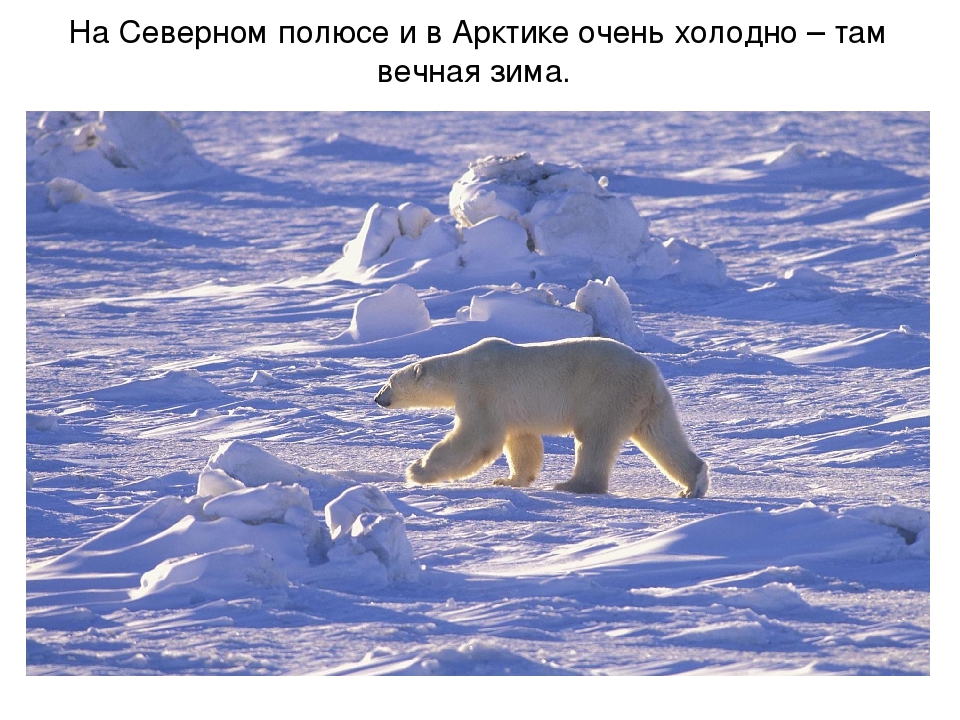 Презентация по художественной деятельности "Северный полюс"