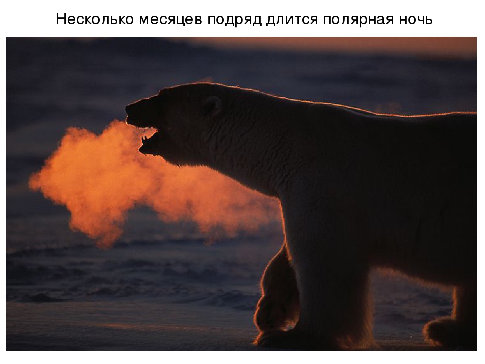 Презентация по художественной деятельности "Северный полюс"