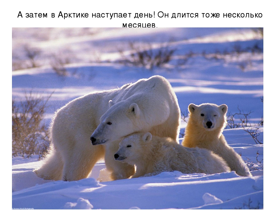 Презентация по художественной деятельности "Северный полюс"