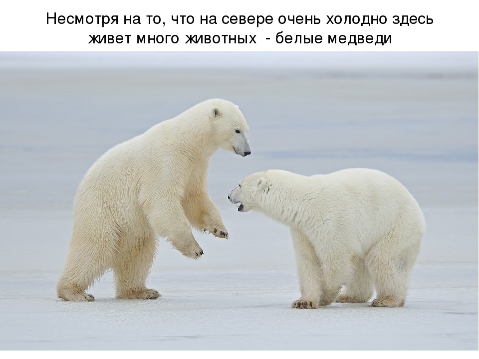 Презентация по художественной деятельности "Северный полюс"