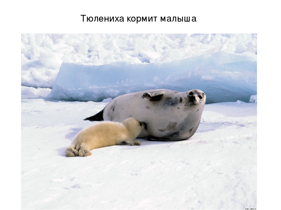 Презентация по художественной деятельности "Северный полюс"