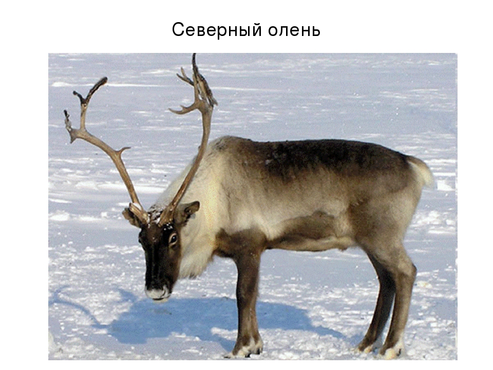 Презентация по художественной деятельности "Северный полюс"