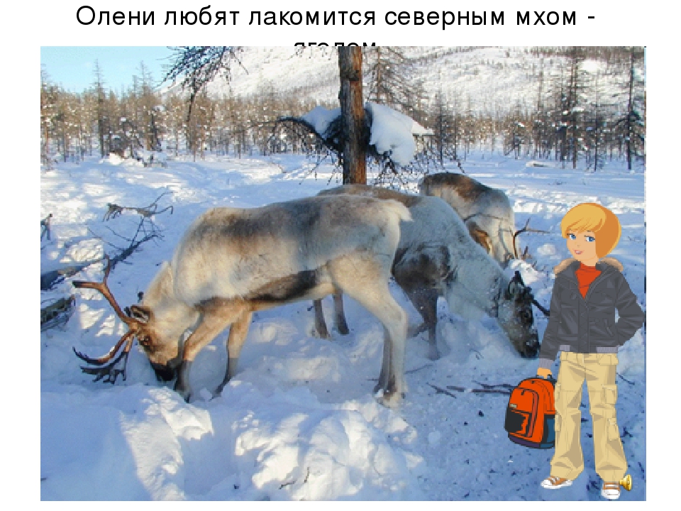 Презентация по художественной деятельности "Северный полюс"