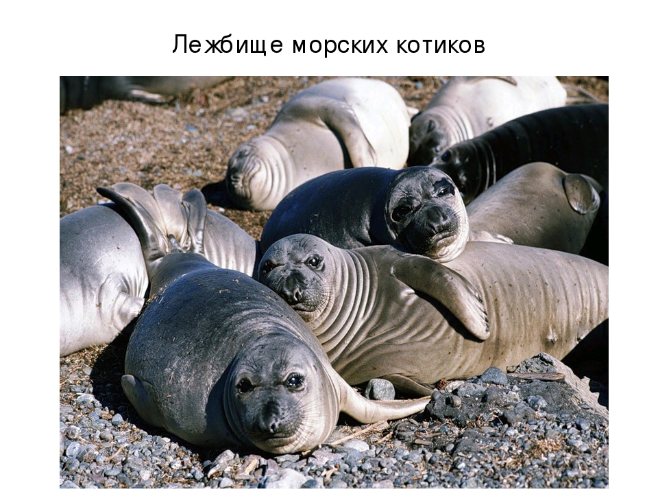 Презентация по художественной деятельности "Северный полюс"