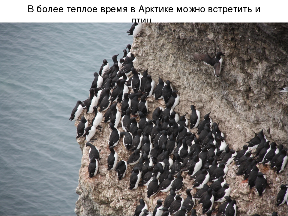 Презентация по художественной деятельности "Северный полюс"