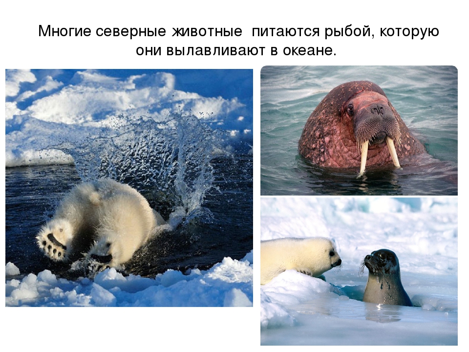 Презентация по художественной деятельности "Северный полюс"