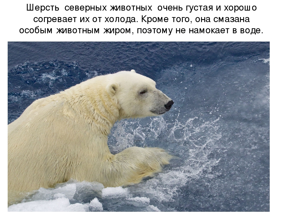 Презентация по художественной деятельности "Северный полюс"