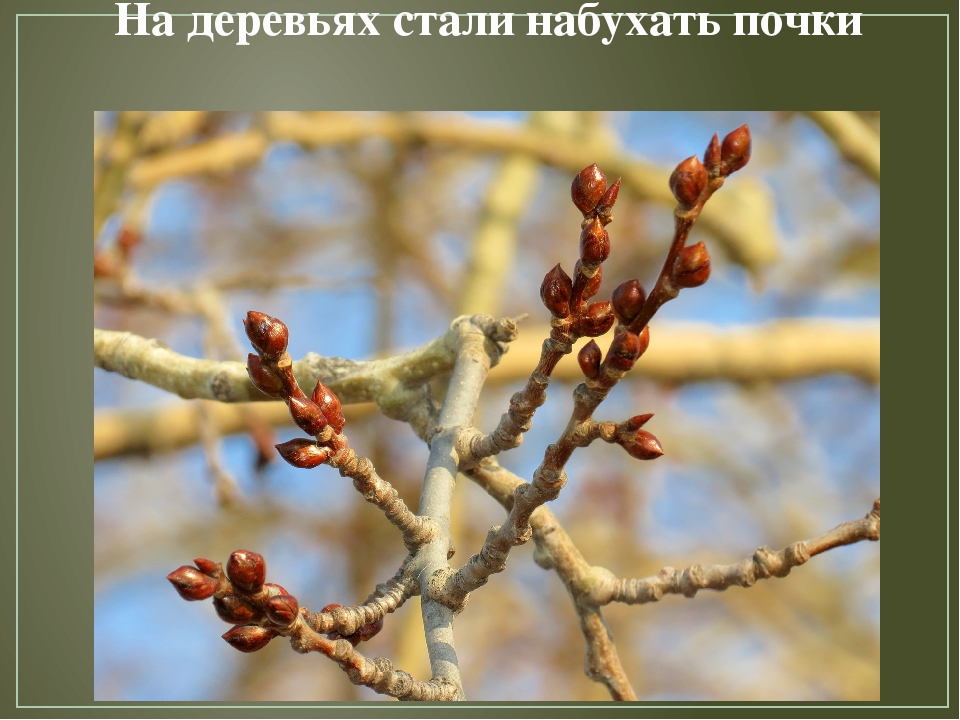Презентация по художественной деятельности "Перелетные птицы"