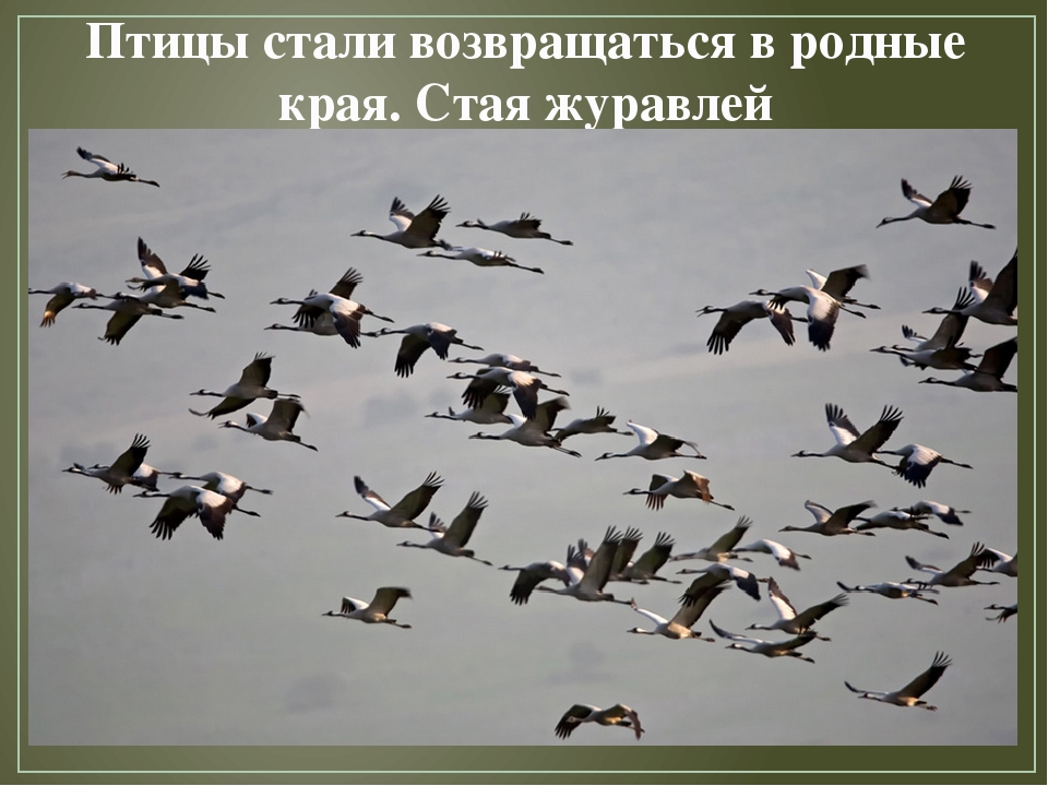 Презентация по художественной деятельности "Перелетные птицы"