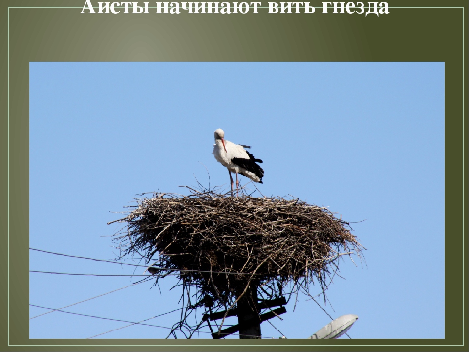 Презентация по художественной деятельности "Перелетные птицы"