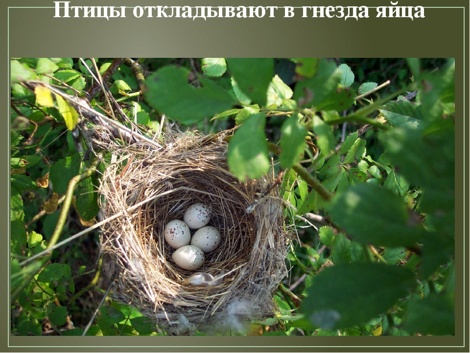 Презентация по художественной деятельности "Перелетные птицы"