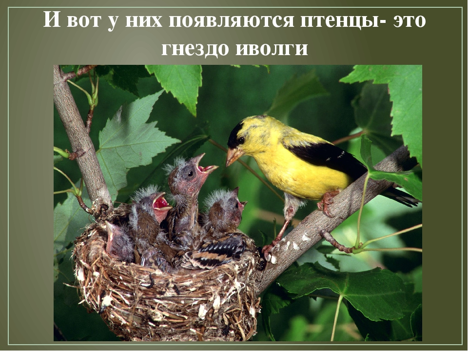 Презентация по художественной деятельности "Перелетные птицы"