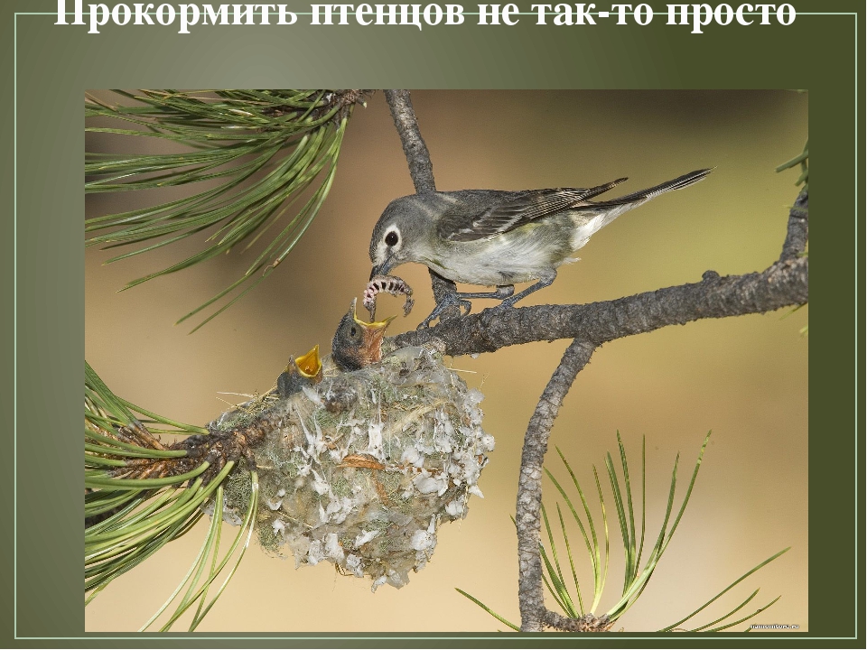 Презентация по художественной деятельности "Перелетные птицы"