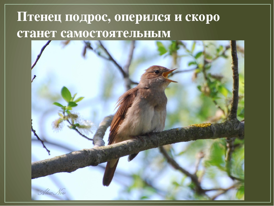 Презентация по художественной деятельности "Перелетные птицы"