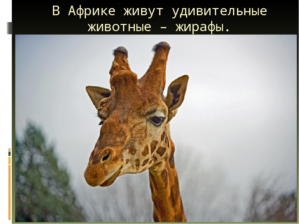 Презентация по художественной деятельности "Жираф"