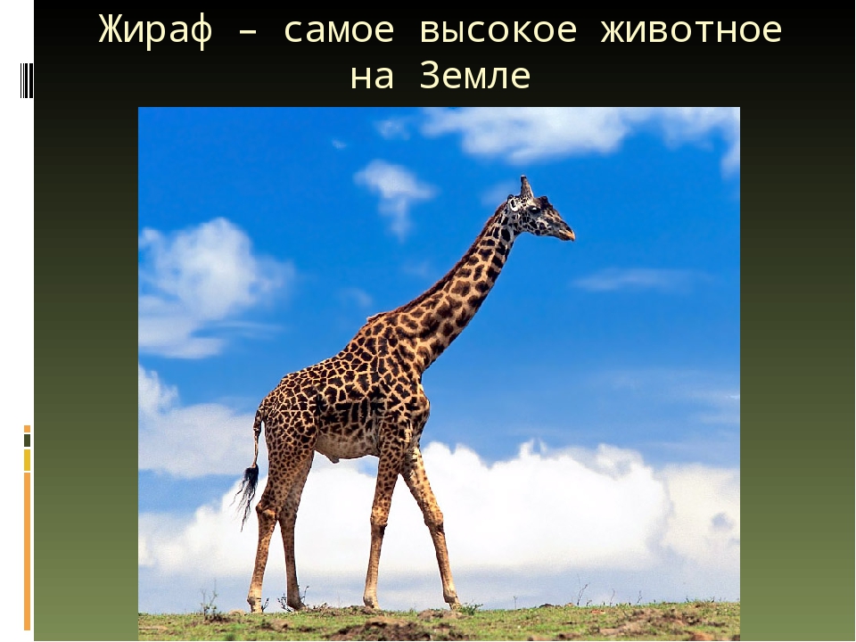 Презентация по художественной деятельности "Жираф"