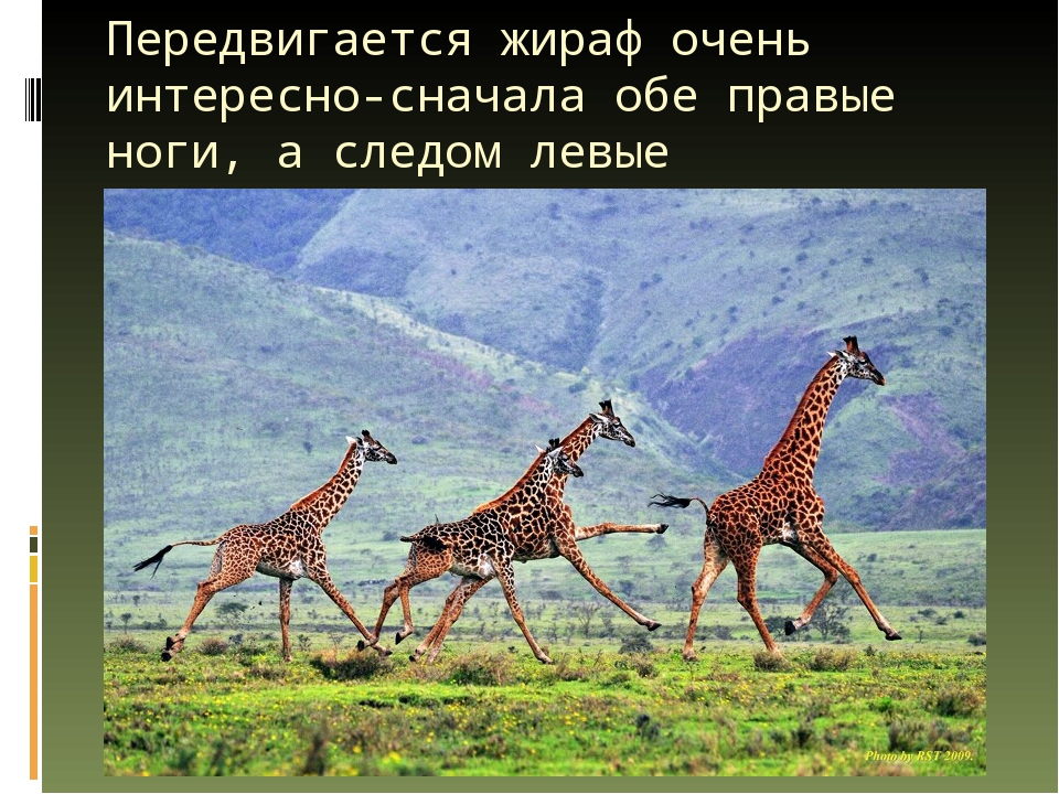 Презентация по художественной деятельности "Жираф"