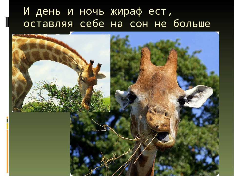 Презентация по художественной деятельности "Жираф"