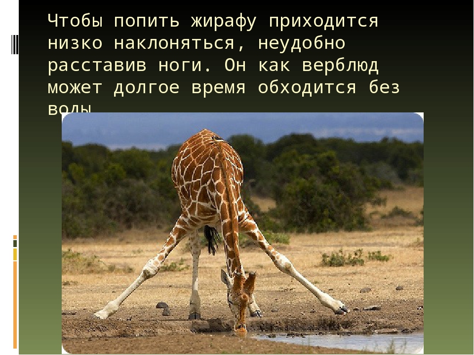 Презентация по художественной деятельности "Жираф"