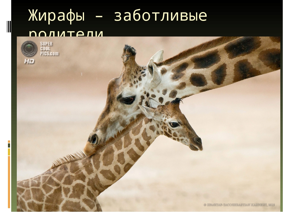 Презентация по художественной деятельности "Жираф"