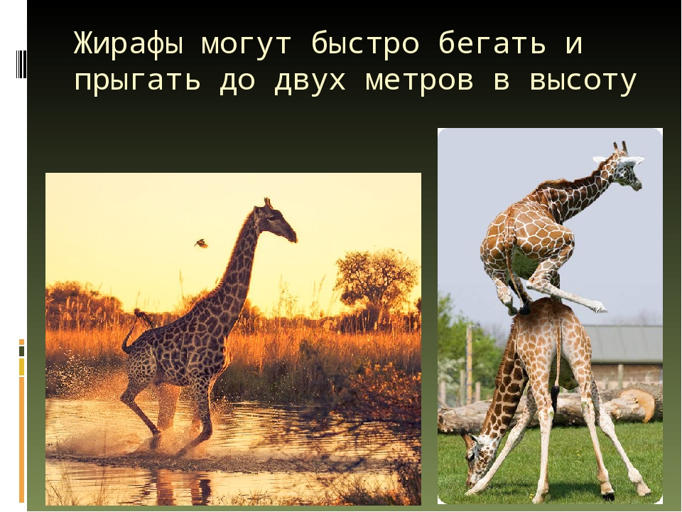 Сколько жирафов в мире. Жираф высота. Рост жирафа. Жираф вес. Средняя высота жирафа.
