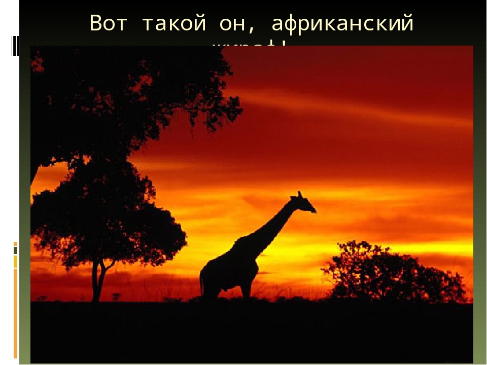 Презентация по художественной деятельности "Жираф"