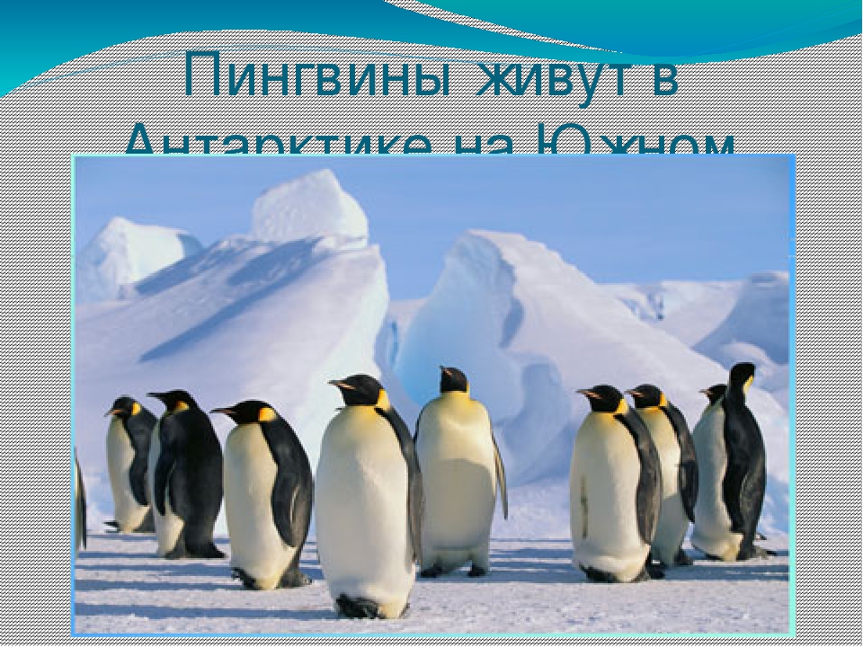Презентация по художественной деятельности "Где живут пингвины"
