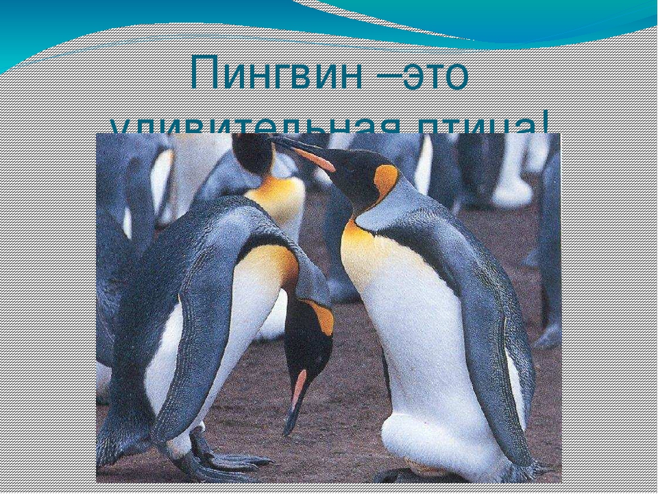 Презентация по художественной деятельности "Где живут пингвины"