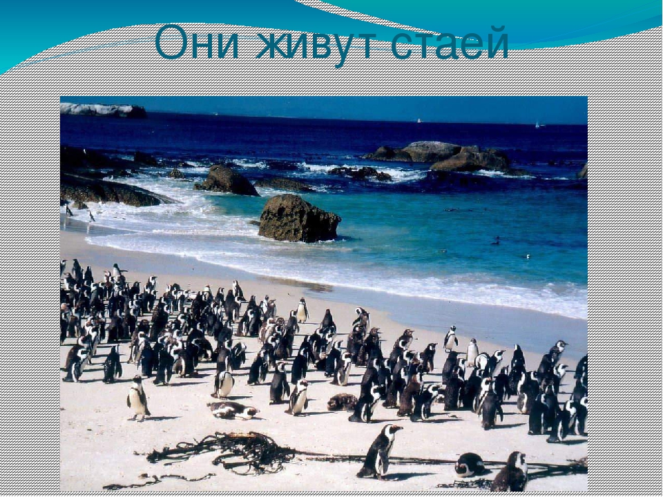 Презентация по художественной деятельности "Где живут пингвины"