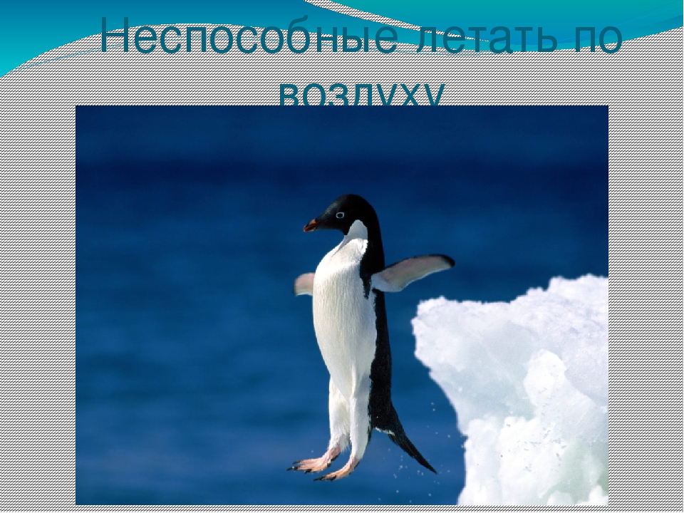 Презентация по художественной деятельности "Где живут пингвины"