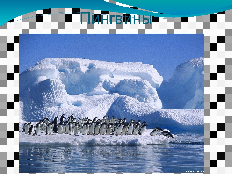 Презентация по художественной деятельности "Где живут пингвины"