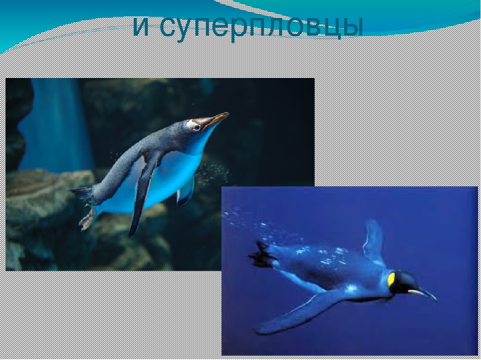Презентация по художественной деятельности "Где живут пингвины"