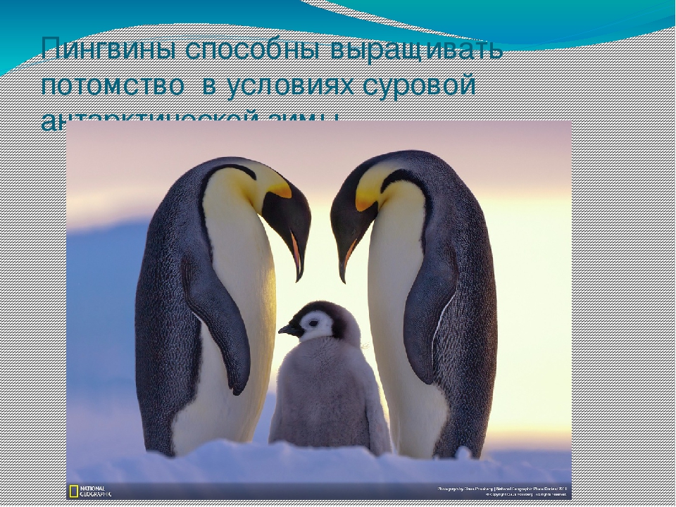 Презентация по художественной деятельности "Где живут пингвины"
