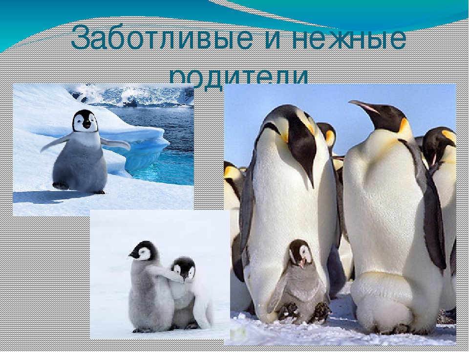 Презентация по художественной деятельности "Где живут пингвины"