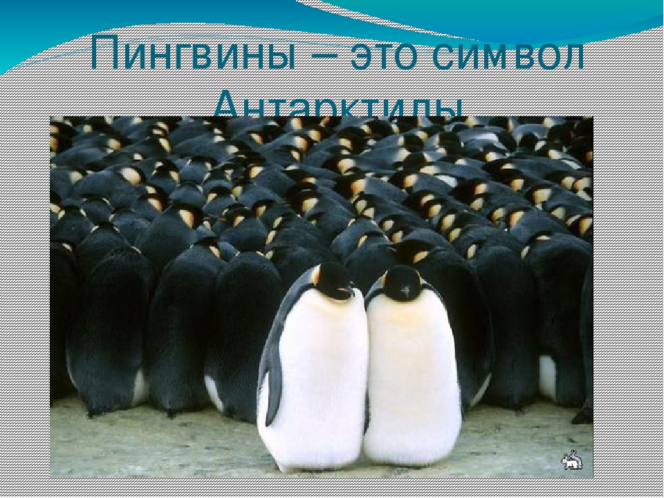 Презентация по художественной деятельности "Где живут пингвины"