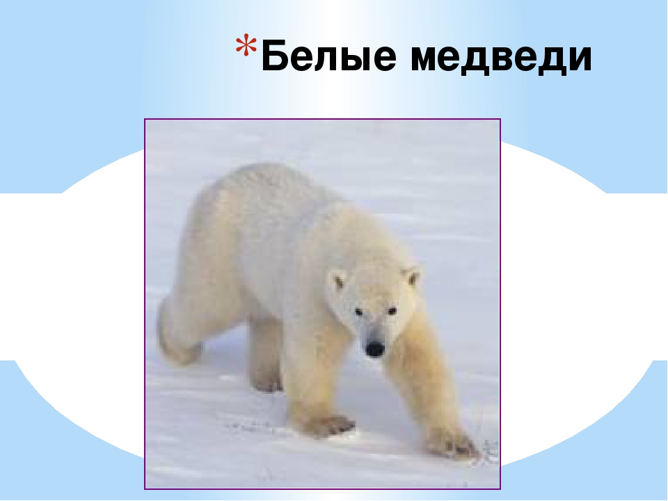 Презентация по художественной деятельности "Белые медведи"