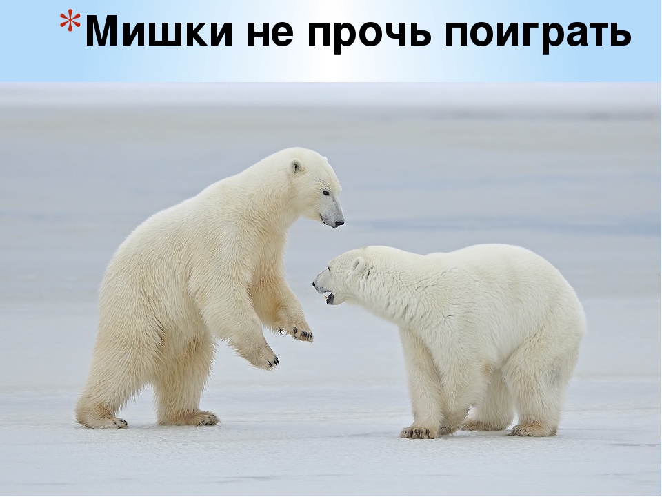 Презентация по художественной деятельности "Белые медведи"