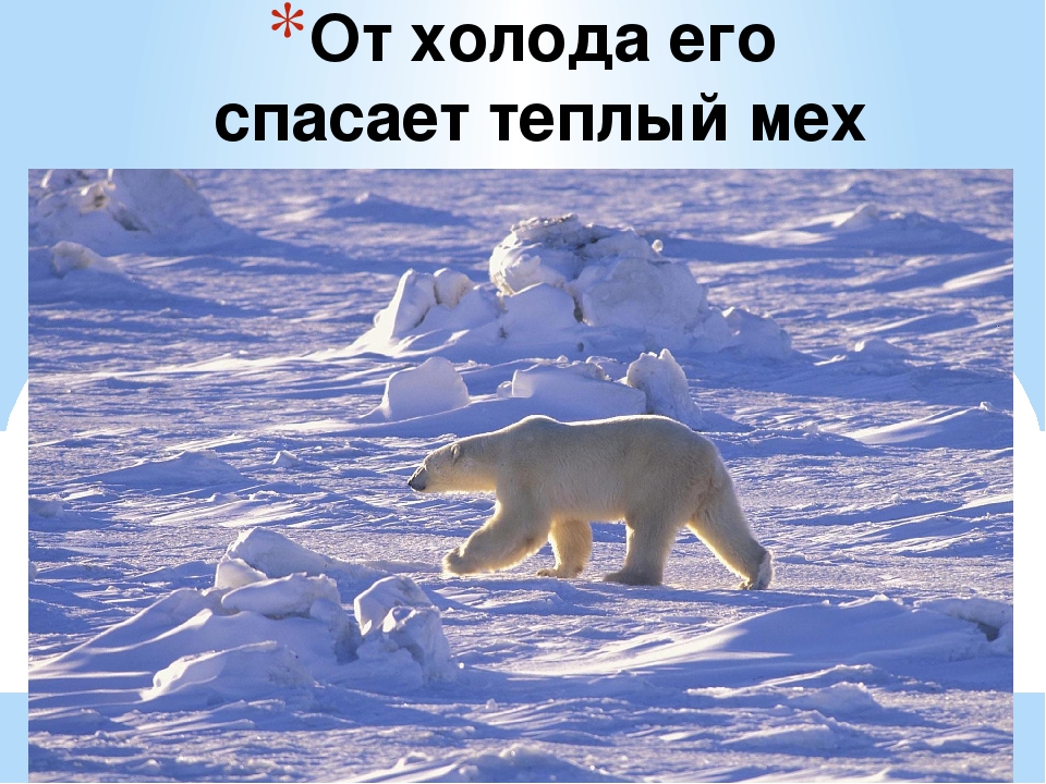 Презентация по художественной деятельности "Белые медведи"
