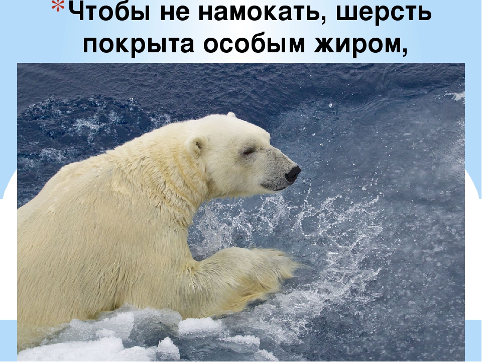 Презентация по художественной деятельности "Белые медведи"