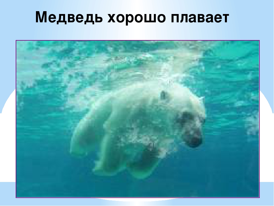 Презентация по художественной деятельности "Белые медведи"
