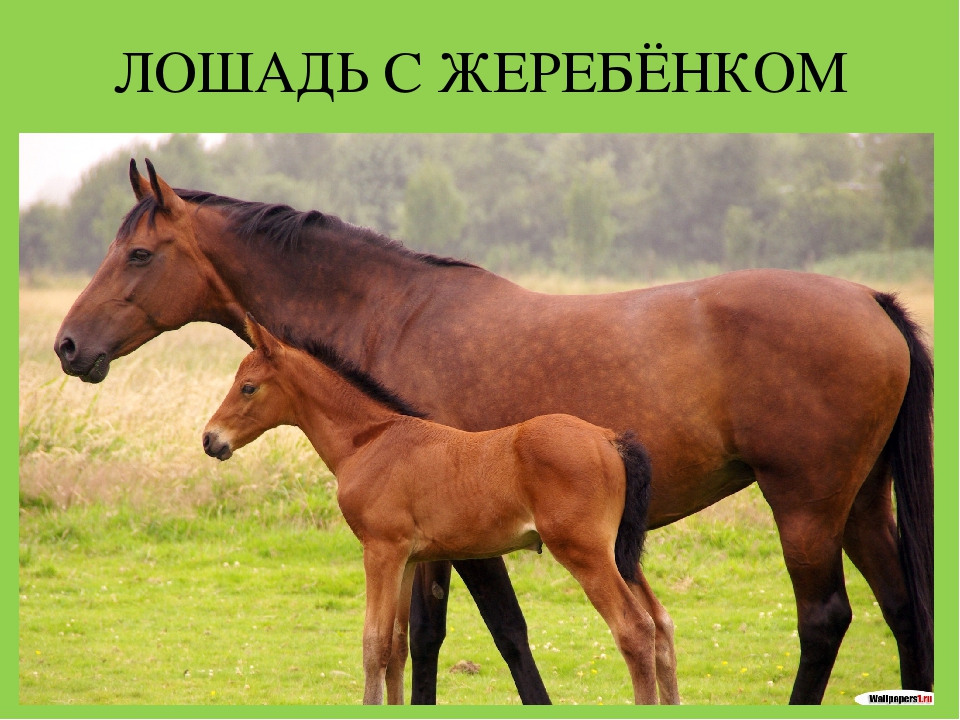 Презентация "Домашние животные и их детеныши"