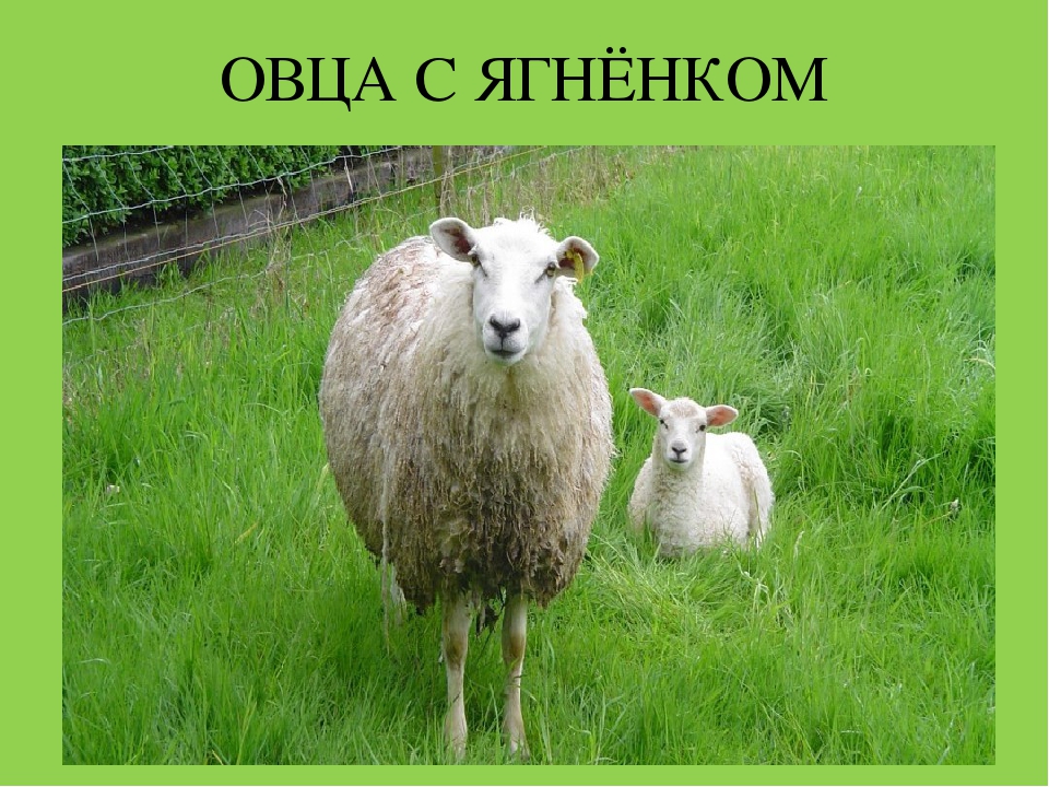 Презентация "Домашние животные и их детеныши"