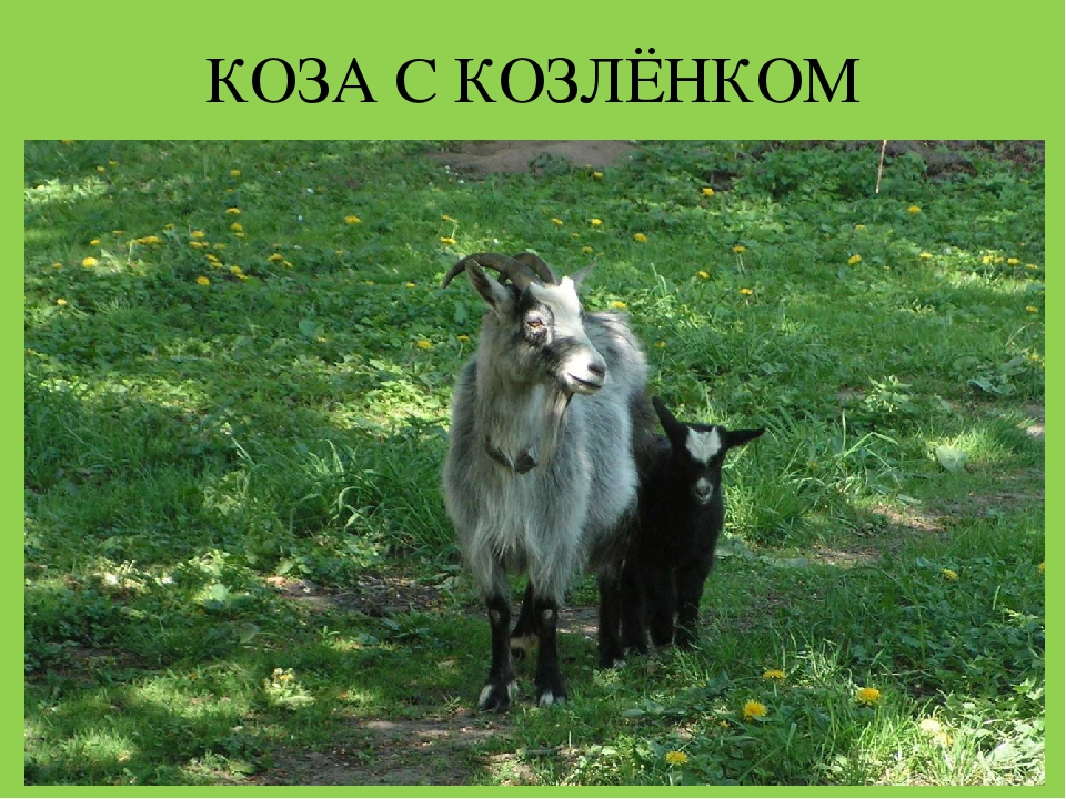 Презентация "Домашние животные и их детеныши"
