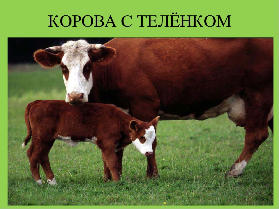 Презентация "Домашние животные и их детеныши"