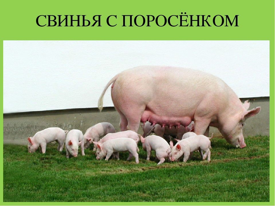 Презентация "Домашние животные и их детеныши"