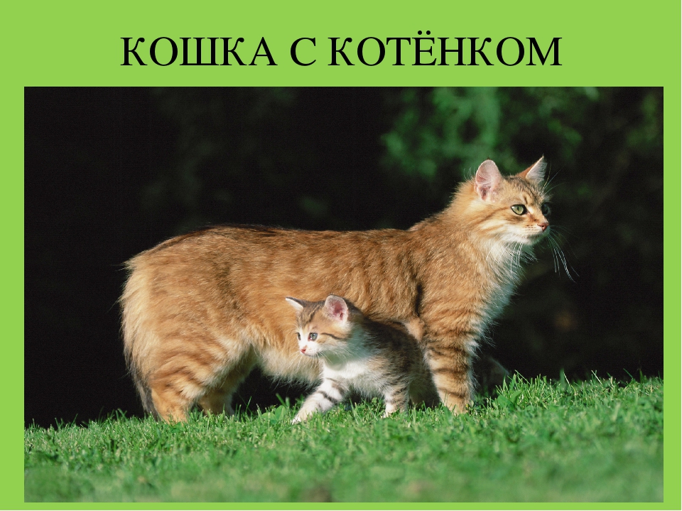 Презентация "Домашние животные и их детеныши"