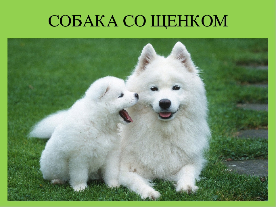 Презентация "Домашние животные и их детеныши"